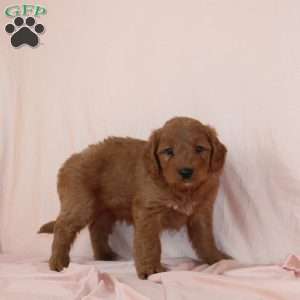 Wolfe, Mini Goldendoodle Puppy